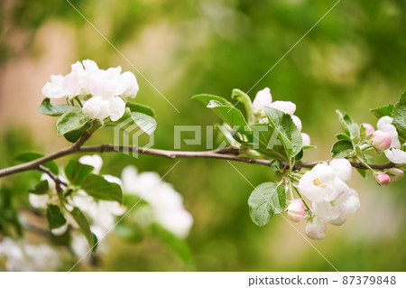 White blossom flower on apple tree branch in spring bloom full of bright light. 87379848