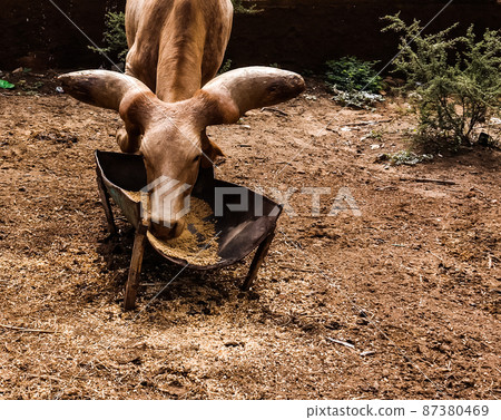 Portrait of ankole-watusi bighorned bull, Niamey, Niger 87380469