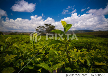 Landscape with tea fields at Sahambavy, Fianarantsoa ,Madagascar Landscape with tea fields at Sahambavy, Fianarantsoa ,Madagascar 87380535