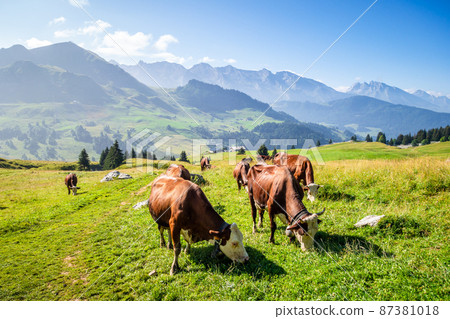 Cows in a mountain field. The Grand-Bornand, France 87381018