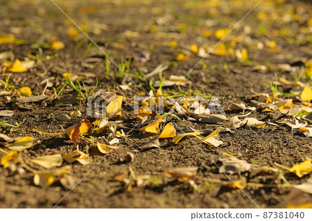 Fallen leaves  87381040