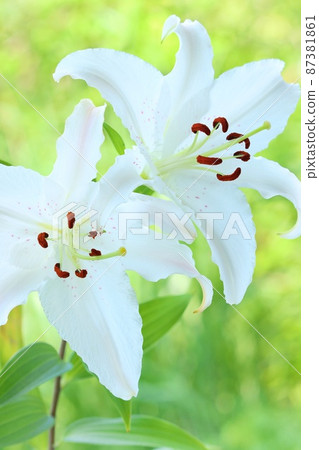 Large lily Casablanca white flower green... - Stock Photo [87381861] - PIXTA