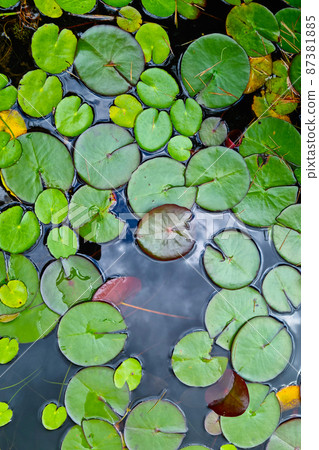 Top view of the water lilies on the lake or pond. 87381885