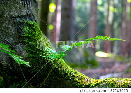 View of a green fern and moss on a tree in the forest. 87381913