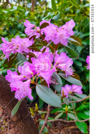 View of the flowering magnolia in the garden in spring. View of the flowering magnolia in the garden in spring. 87381914