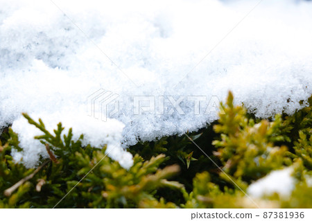 White snow lies on a green juniper branch in the park. 87381936
