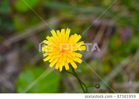 Close-up of a blooming yellow dandelion flower in a meadow. Close-up of a blooming yellow dandelion flower in a meadow. 87381959