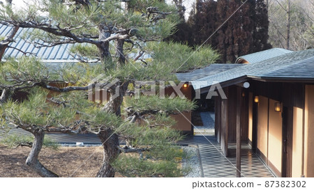 日本花園和松樹 日本花園和松樹 87382302