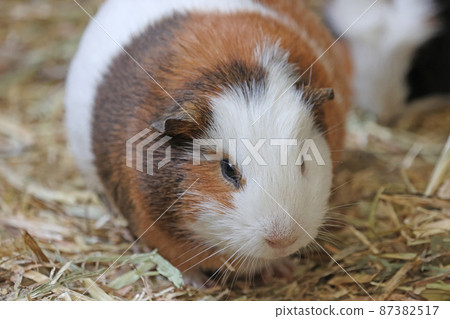 豚鼠 87382517