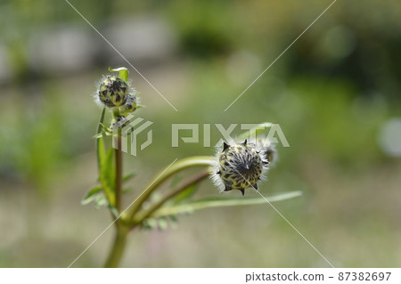 Giant scabious 87382697