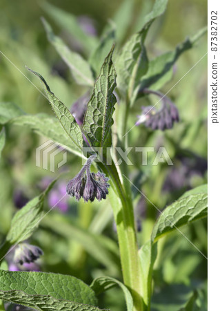 Common comfrey Common comfrey 87382702