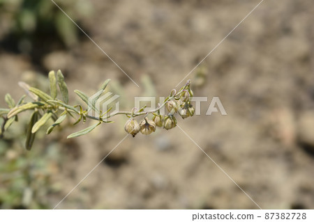 Rock rose Fire Dragon 87382728