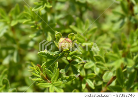 Shrubby Cinquefoil Bellissima Shrubby Cinquefoil Bellissima 87382740
