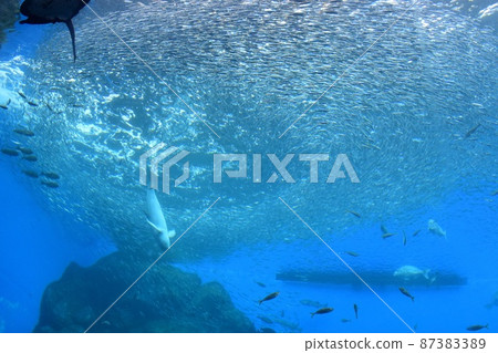 Uminomori Aquarium Large Water Tank Iwashi Vortex and Sunameri 87383389