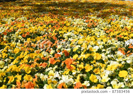 Viola flowers Viola flowers 87383456