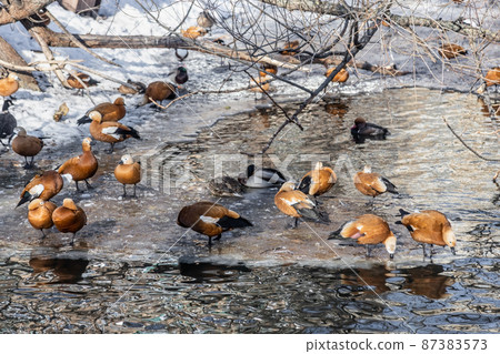 Ruddy shelduck, piebald and ducks swim in thawed areas 87383573