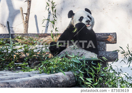 hungry Panda eating bamboo stems. cute Panda eating lunch 87383619