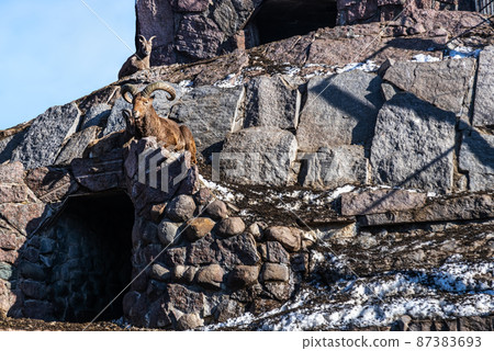 big male of the Dagestan (east caucasus tour) tour lies on the rocks 87383693