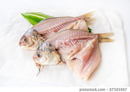 Opening of Shizu Opening of Shizu 87383987