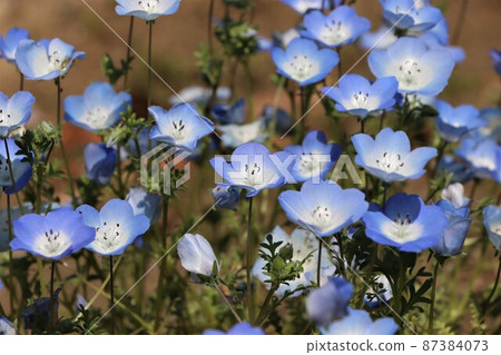 Nemophila flowers that are so cute that you can see them up 87384073