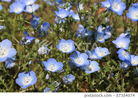 Nemophila flowers with photogenic Nemophila flowers 87384074