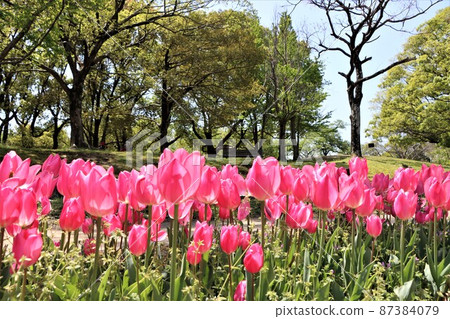 Three-dimensional tulip flowers in the spring sunshine Three-dimensional tulip flowers in the spring sunshine 87384079