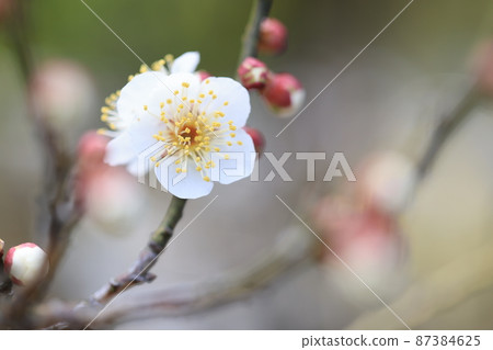 Plum (Okina) Plum (Okina) 87384625