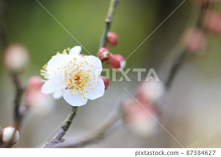 Plum (Okina) Plum (Okina) 87384627