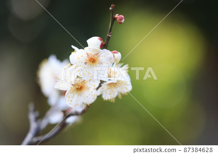 Plum (Okina) 87384628