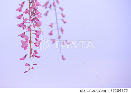 Wisteria flowers in full bloom with a refreshing scent Wisteria flowers in full bloom with a refreshing scent 87384875