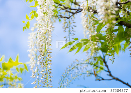 盛開的紫藤花,散發著清新的香氣 盛開的紫藤花,散發著清新的香氣 87384877