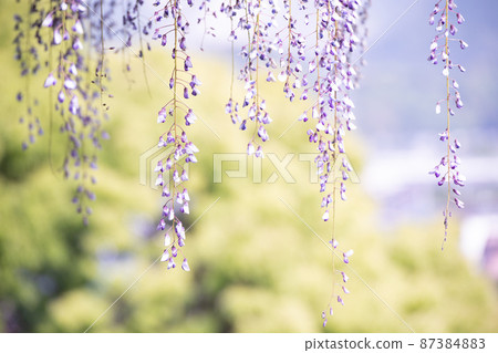 Wisteria flowers in full bloom with a refreshing scent 87384883