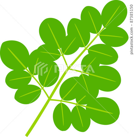 Moringa leaves 87385150