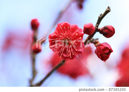 Plum (Kagoshima Beni) 87385205