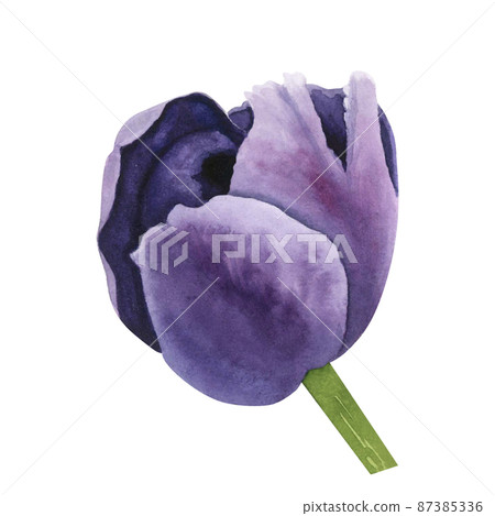 Tulips purple on white background. Watercolor hand drawing illustration. Art for decoration, design Tulips purple on white background. Watercolor hand drawing illustration. Art for decoration, design 87385336