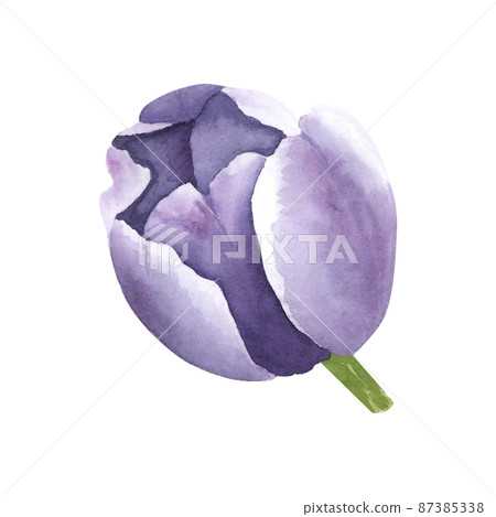 Tulips purple on white background. Watercolor hand drawing illustration. Art for decoration, design Tulips purple on white background. Watercolor hand drawing illustration. Art for decoration, design 87385338