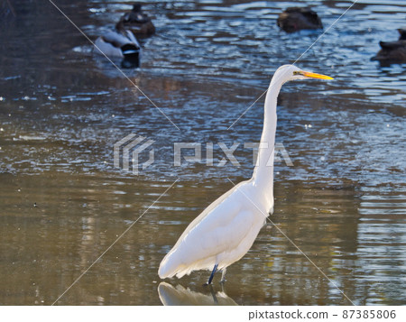Great egret nestled on the shore of a lake Great egret nestled on the shore of a lake 87385806