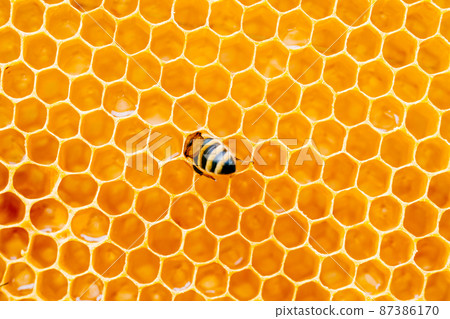 Background texture and pattern of a section of wax honeycomb from a bee hive filled with golden honey i Background texture and pattern of a section of wax honeycomb from a bee hive filled with golden honey i 87386170