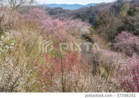 梅花盛開的“梅之裡公園” 梅花盛開的“梅之裡公園” 87386282