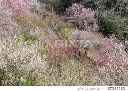 梅花盛開的“梅之裡公園” 梅花盛開的“梅之裡公園” 87386283