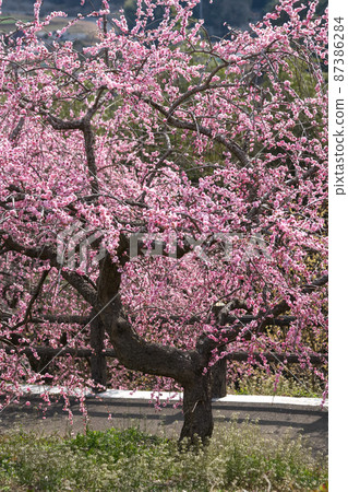 一朵美麗的粉紅色梅花，具有樹的獨特外觀。津山市“梅之鄉公園” 87386284