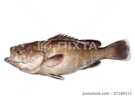 Freshly caught high-class fish sawedged perch Freshly caught high-class fish sawedged perch 87386311