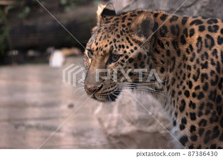 Amur leopard Amur leopard 87386430