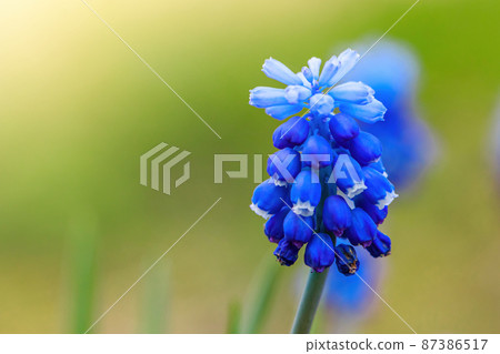 First spring muscari close-up. Blue flowers in the garden. Natural background First spring muscari close-up. Blue flowers in the garden. Natural background 87386517