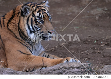 蘇門答臘虎 87386642