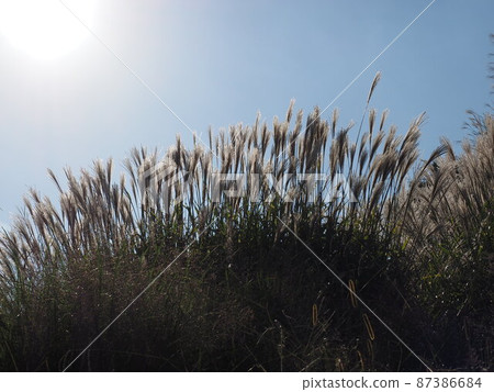 A divine pampas grass illuminated by the sun A divine pampas grass illuminated by the sun 87386684