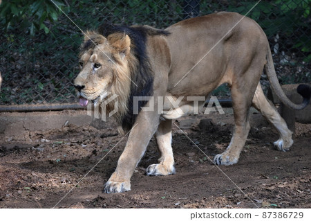 lion lion 87386729