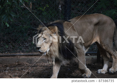 lion 87386735