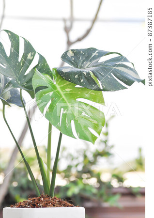 monstera thai constellation or Monstera, Herricane plant or Swiss cheese 87387185