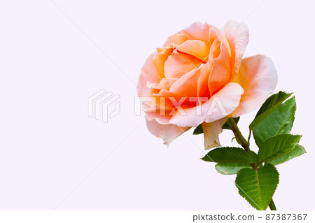 Close-up beautiful rose flower 87387367